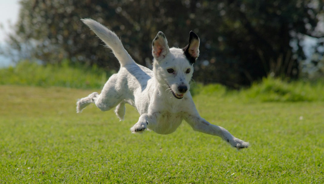 Suplementos para la movilidad de tu perro