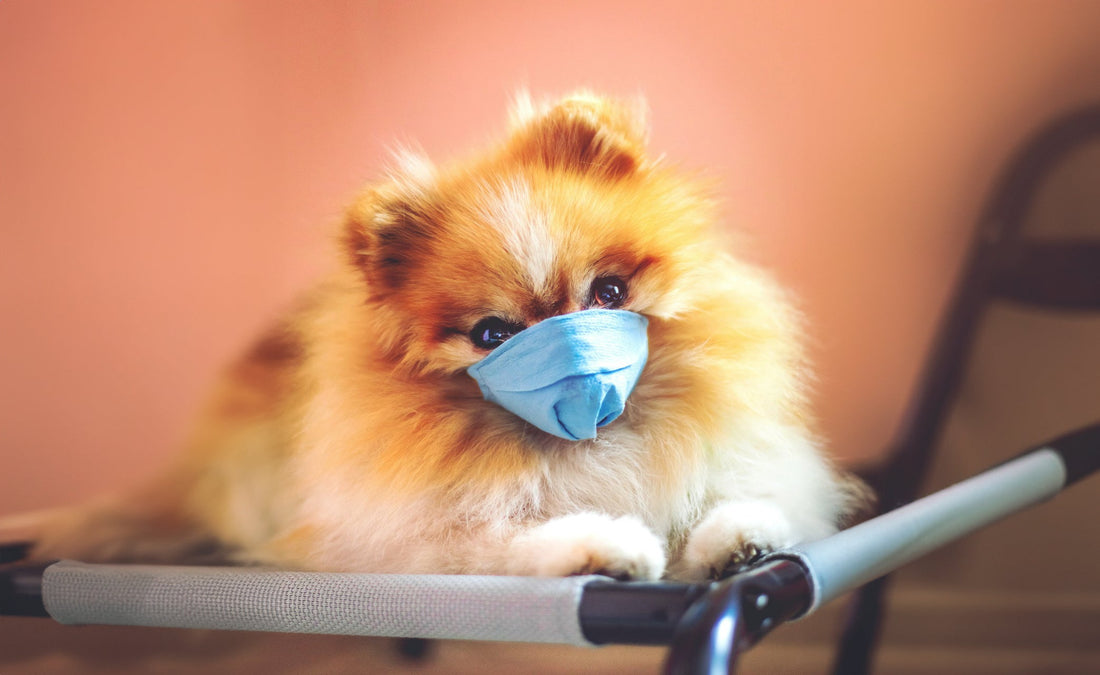 Fortalece el Sistema Inmune de tu Mascota